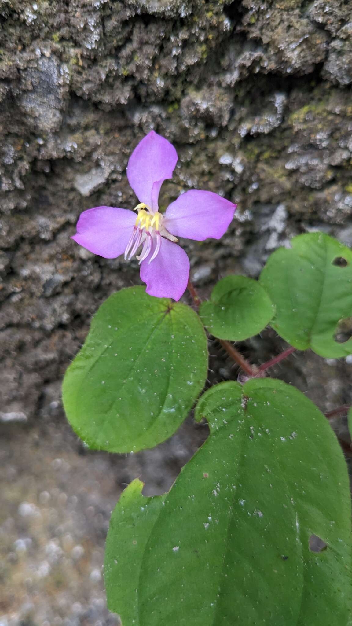 Sivun Bredia dulanica C. L. Yeh, S. W. Chung & T. C. Hsu kuva