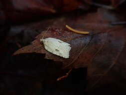 صورة Acleris placidus Yasuda & Kawabe 1980