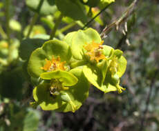 Euphorbia petrophila C. A. Mey. resmi