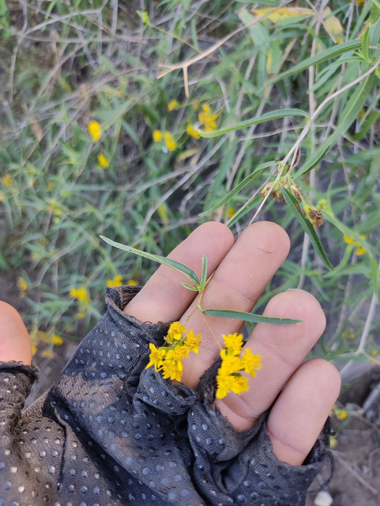 Image of Aldama congesta (Rose) E. E. Schill. & Panero