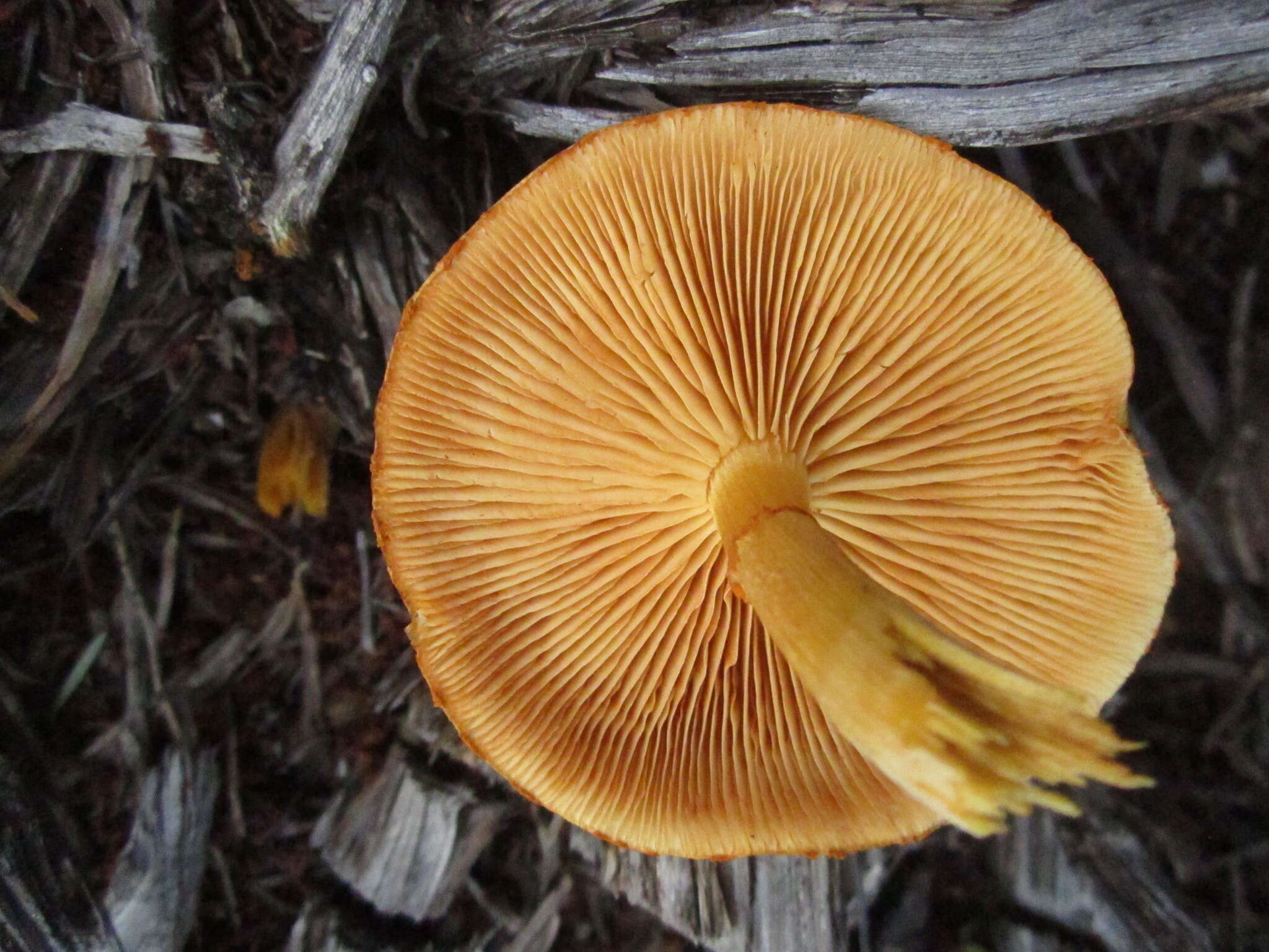 Image of Gymnopilus thiersii M. T. Seidl 1989