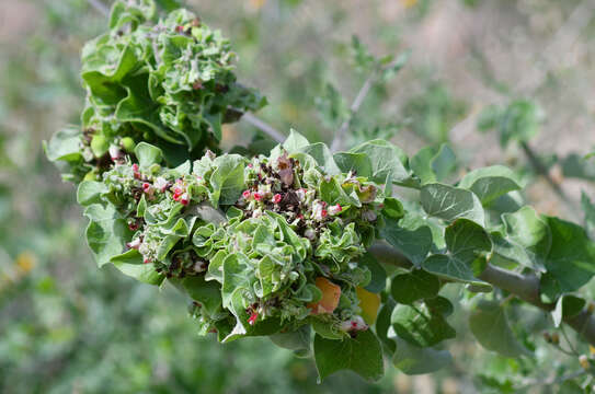 Image of Arizona nettlespurge