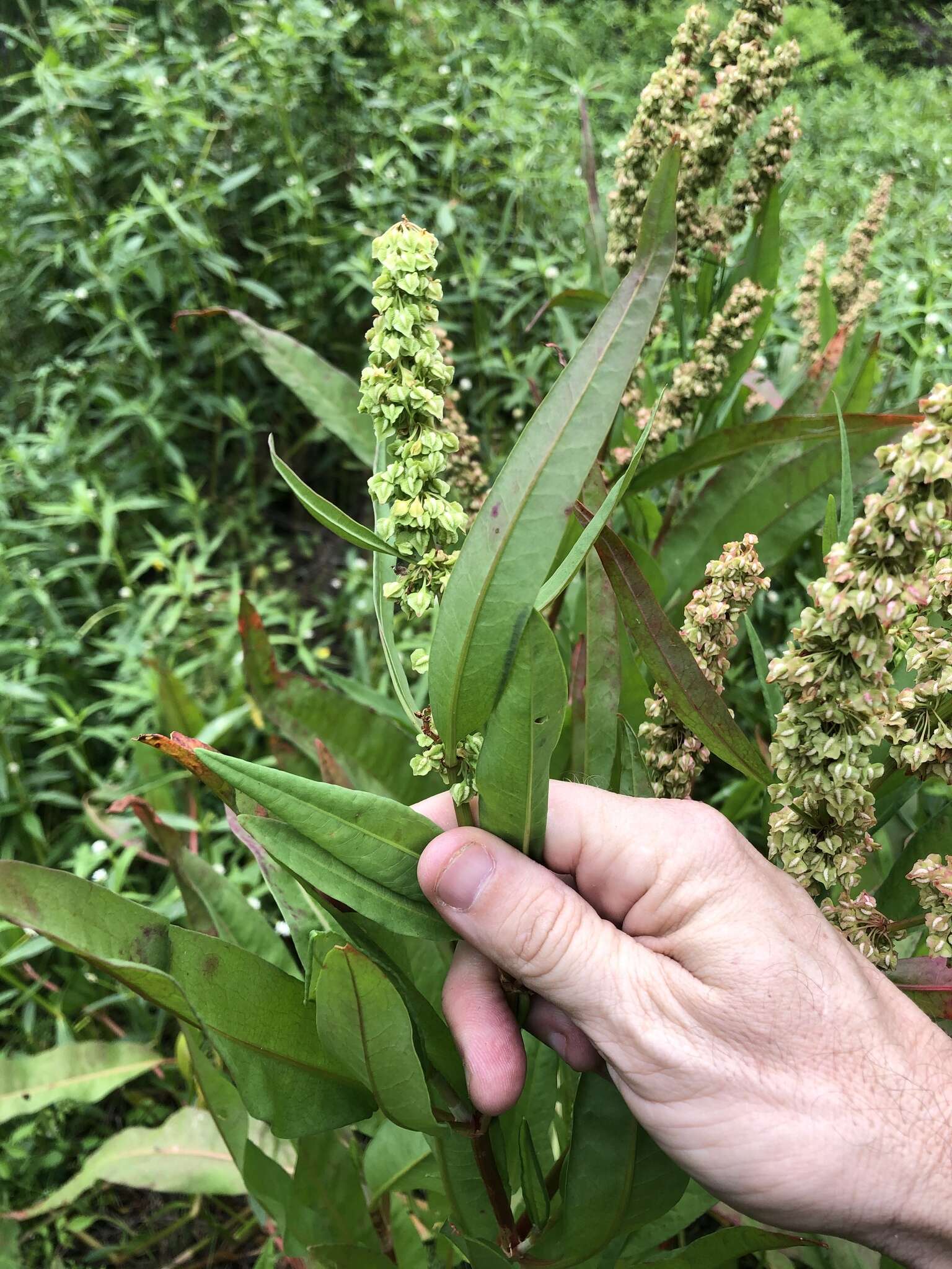 Rumex verticillatus subsp. floridanus (Meisner) Á. Löve的圖片