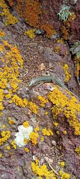 Image of Madeira Wall Lizard