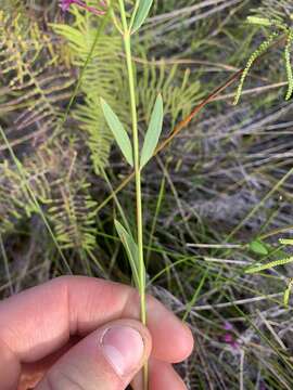 Image of Boronia barkeriana subsp. angustifolia Duretto