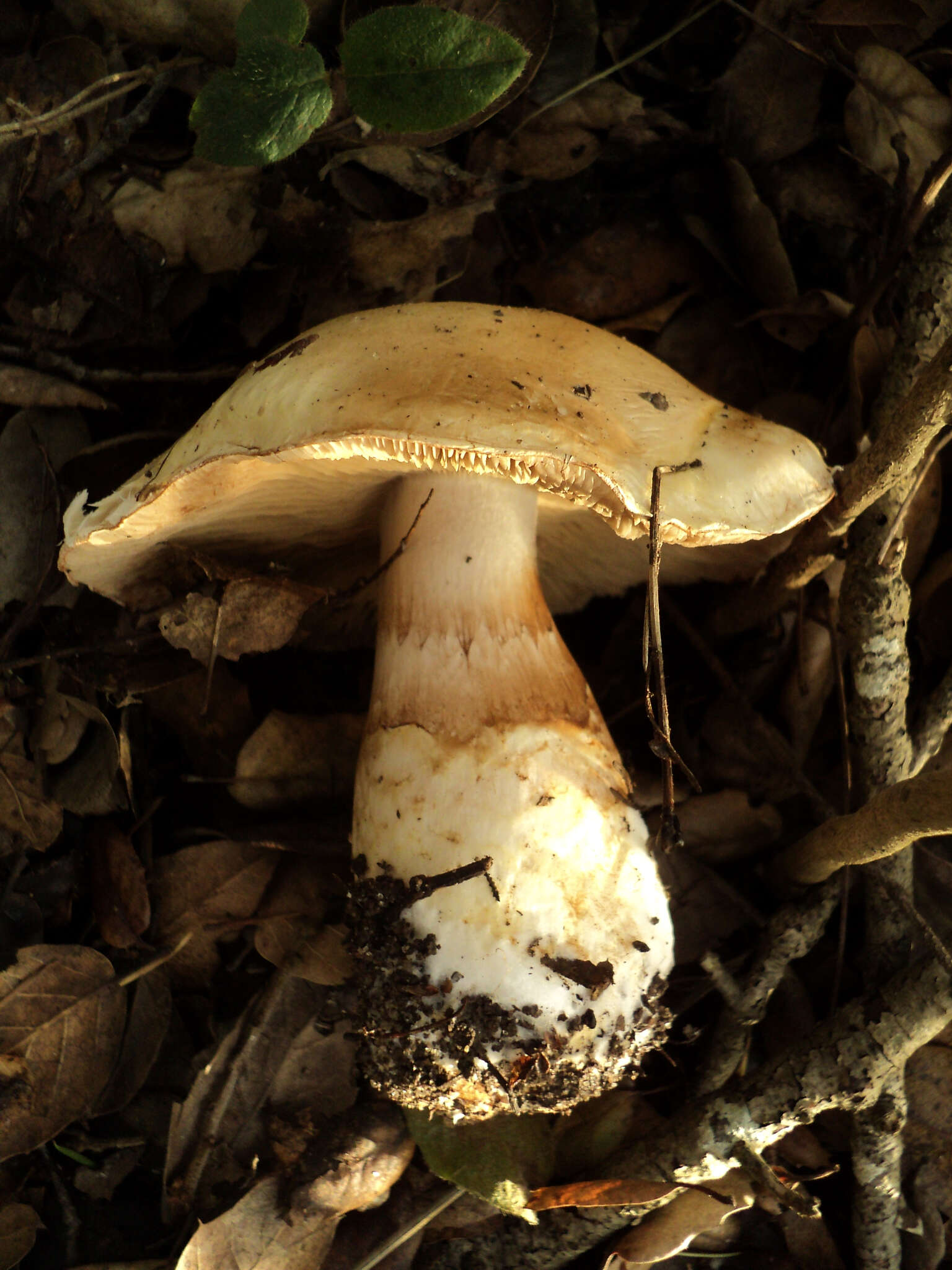 Image of Cortinarius albofragrans Ammirati & M. M. Moser 1997