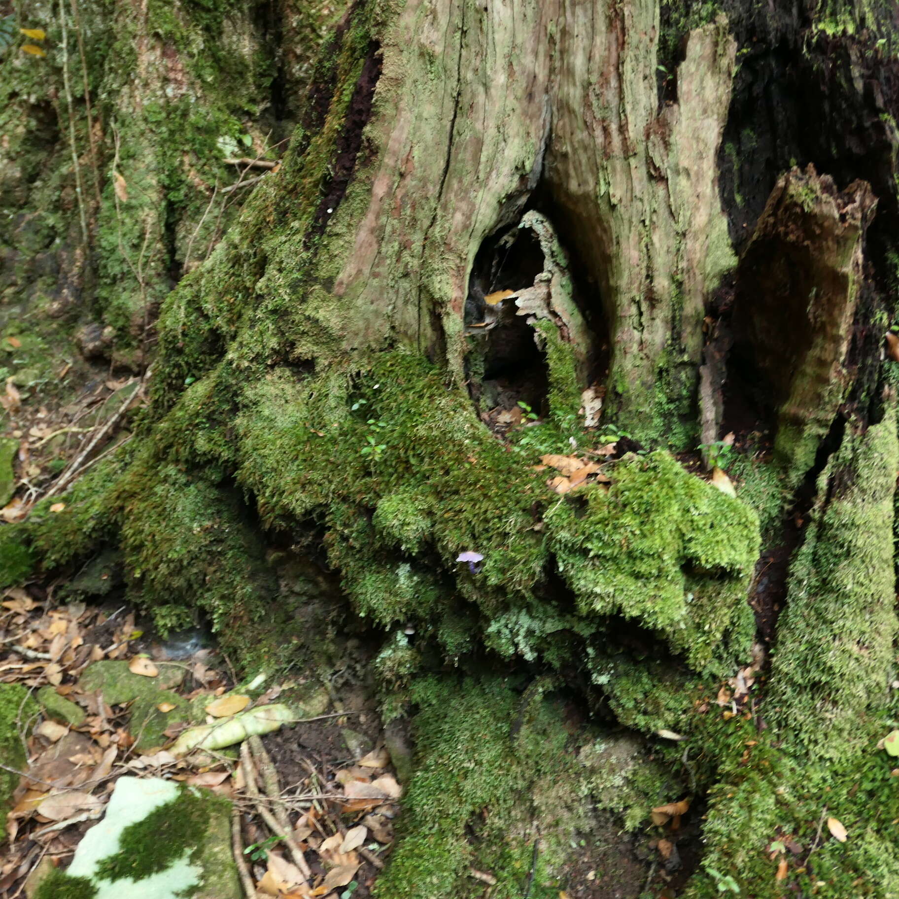 Sivun Porpolomopsis lewelliniae (Kalchbr.) Lodge, Padamsee & S. A. Cantrell 2013 kuva