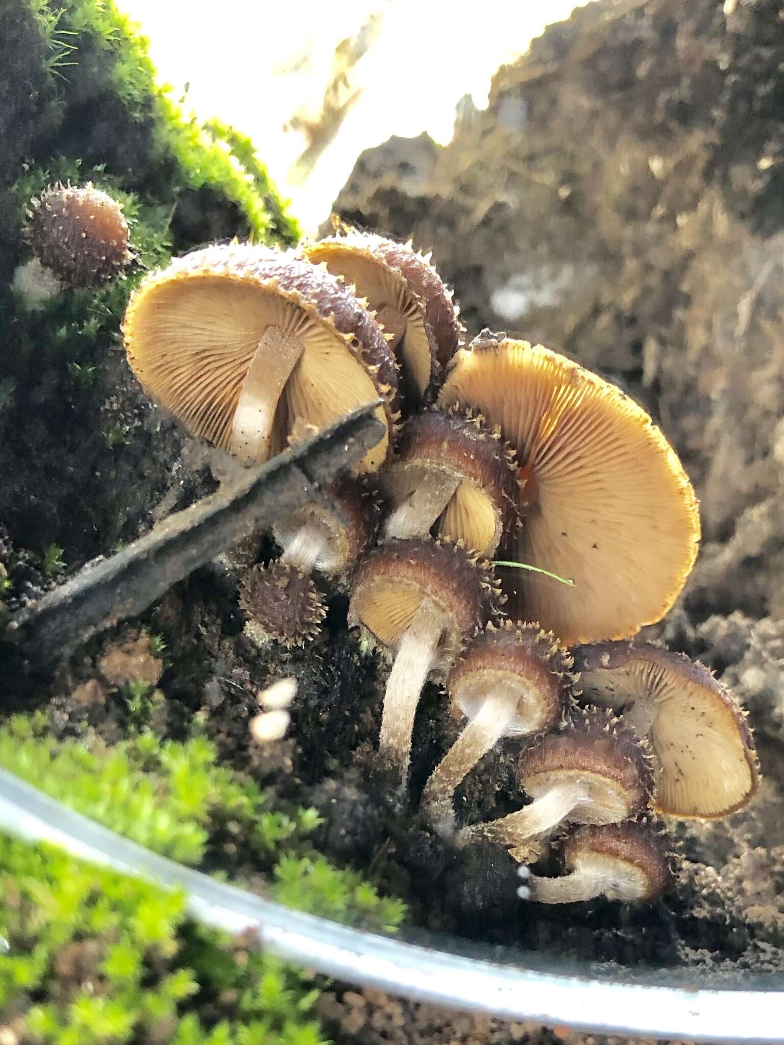 Image of Psathyrella echinata (Cleland) Grgur. 1997