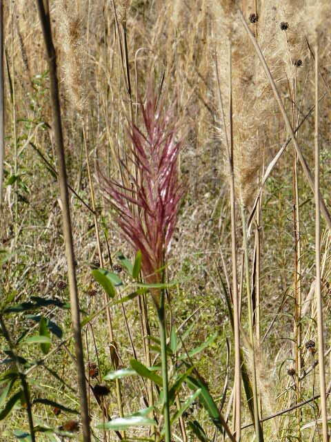 Image of Giant Plume Grass