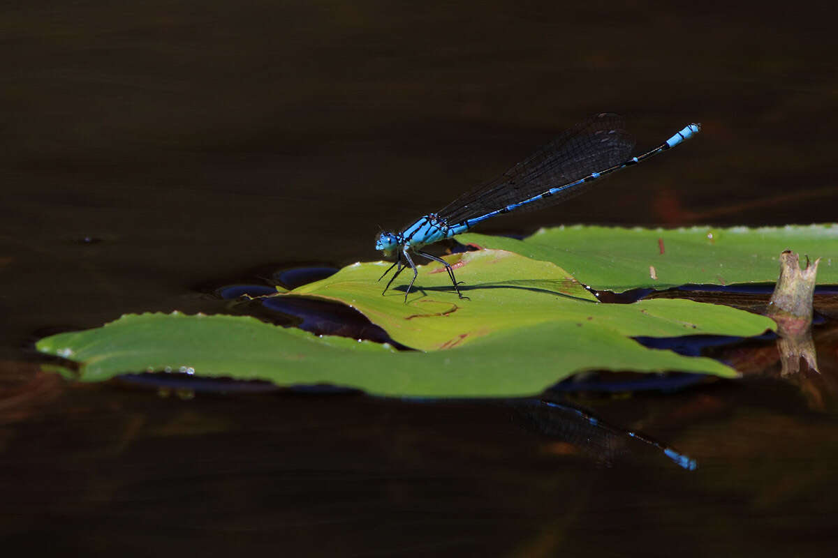 Imagem de Caliagrion billinghursti (Martin 1901)