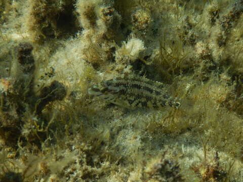 Image of Five-spotted Wrasse