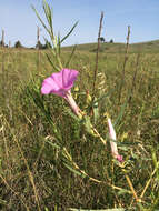 Ipomoea leptophylla Torr.的圖片