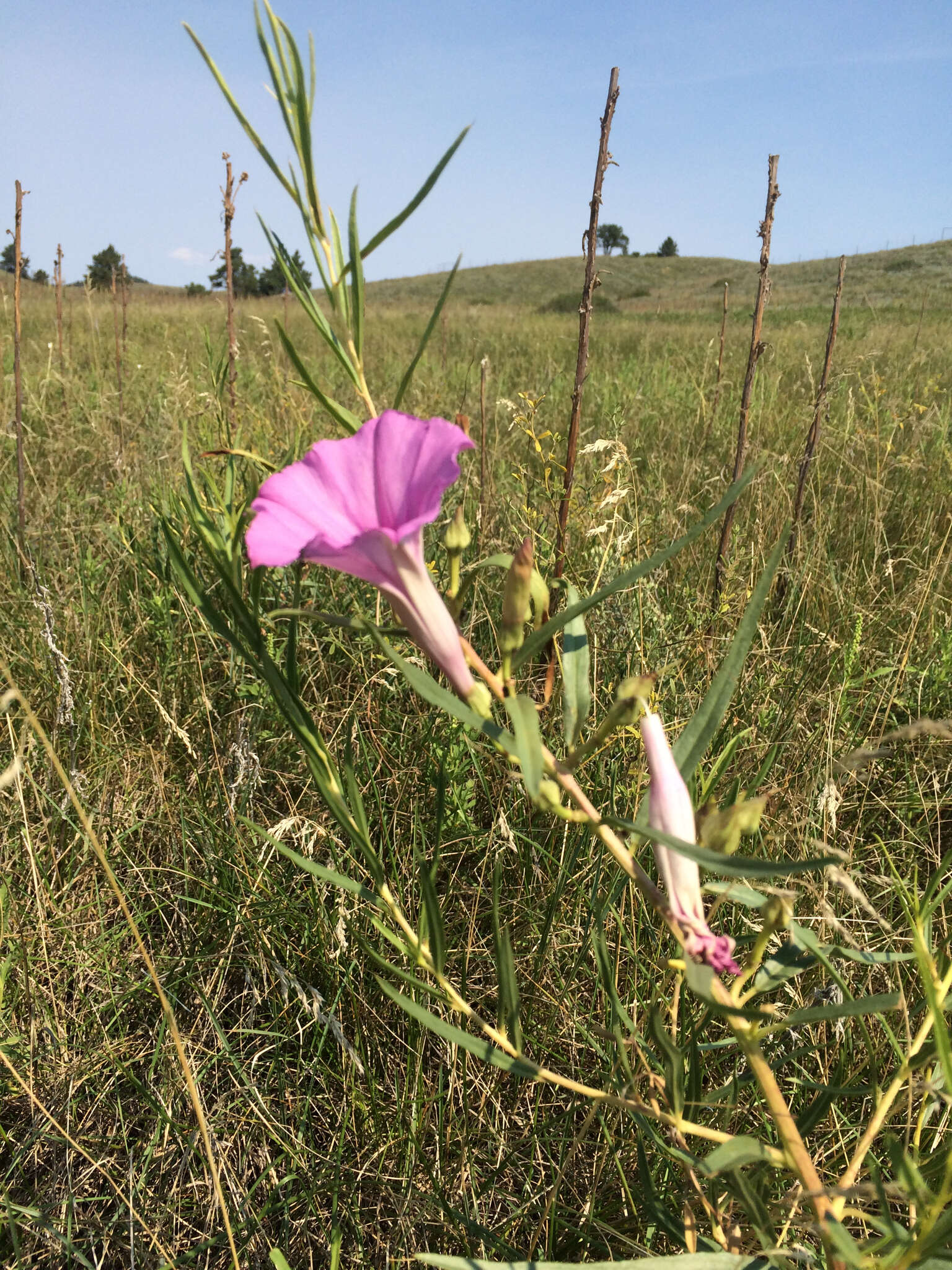 Ipomoea leptophylla Torr.的圖片