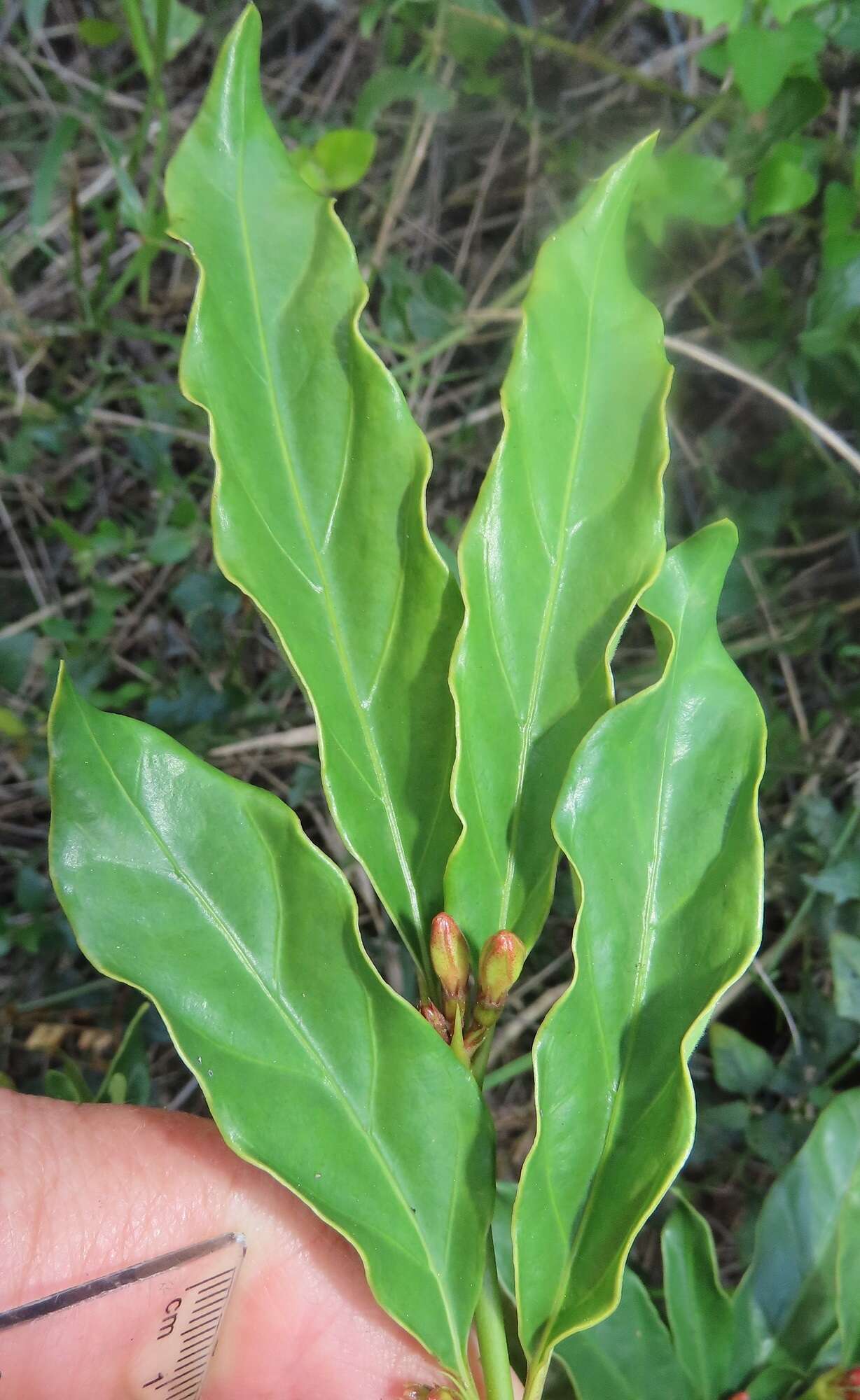 Plancia ëd Mitriostigma axillare Hochst.