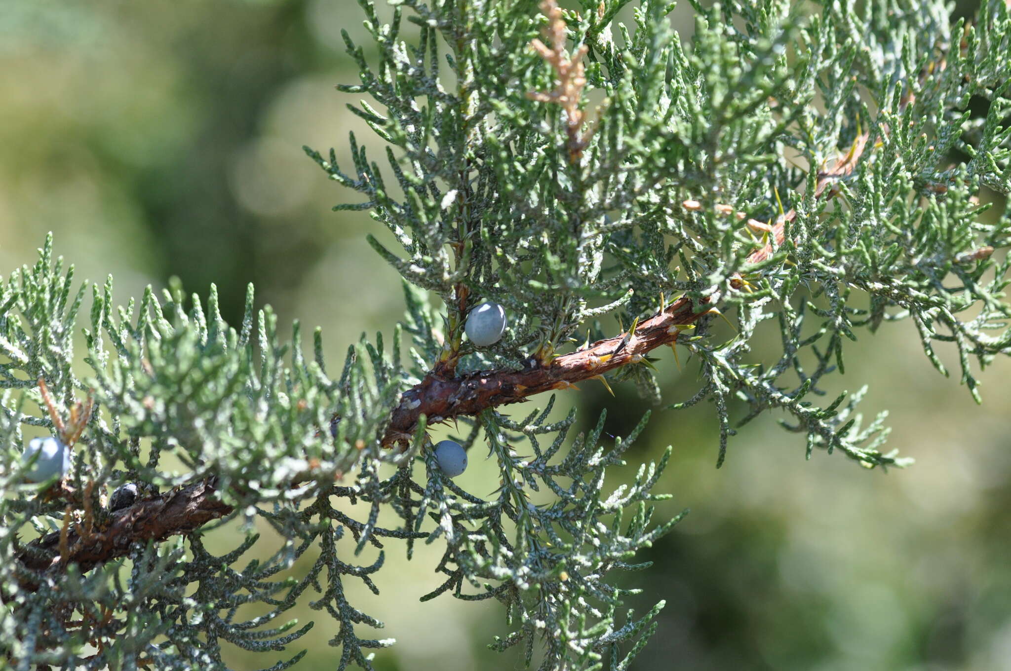 Imagem de Juniperus occidentalis Hook.