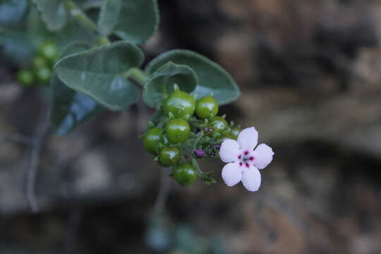 Image of Teedia pubescens Burch.