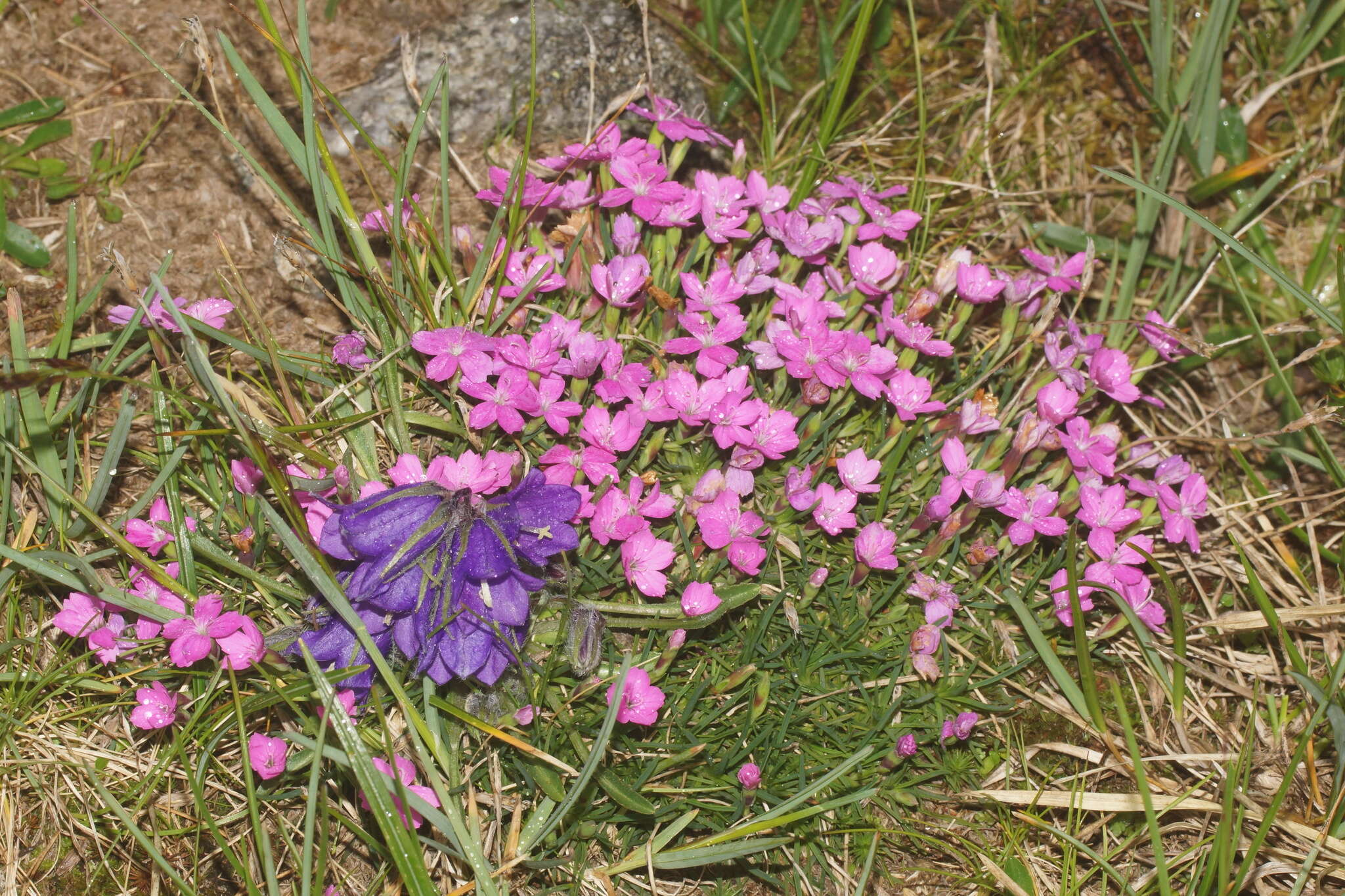 Image of Dianthus microlepis Boiss.