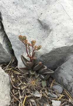 Image of Lenophyllum guttatum (Rose) Rose