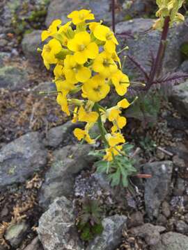 Image of Cascade wallflower