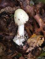 Image of Amanita brunnescens G. F. Atk. 1918