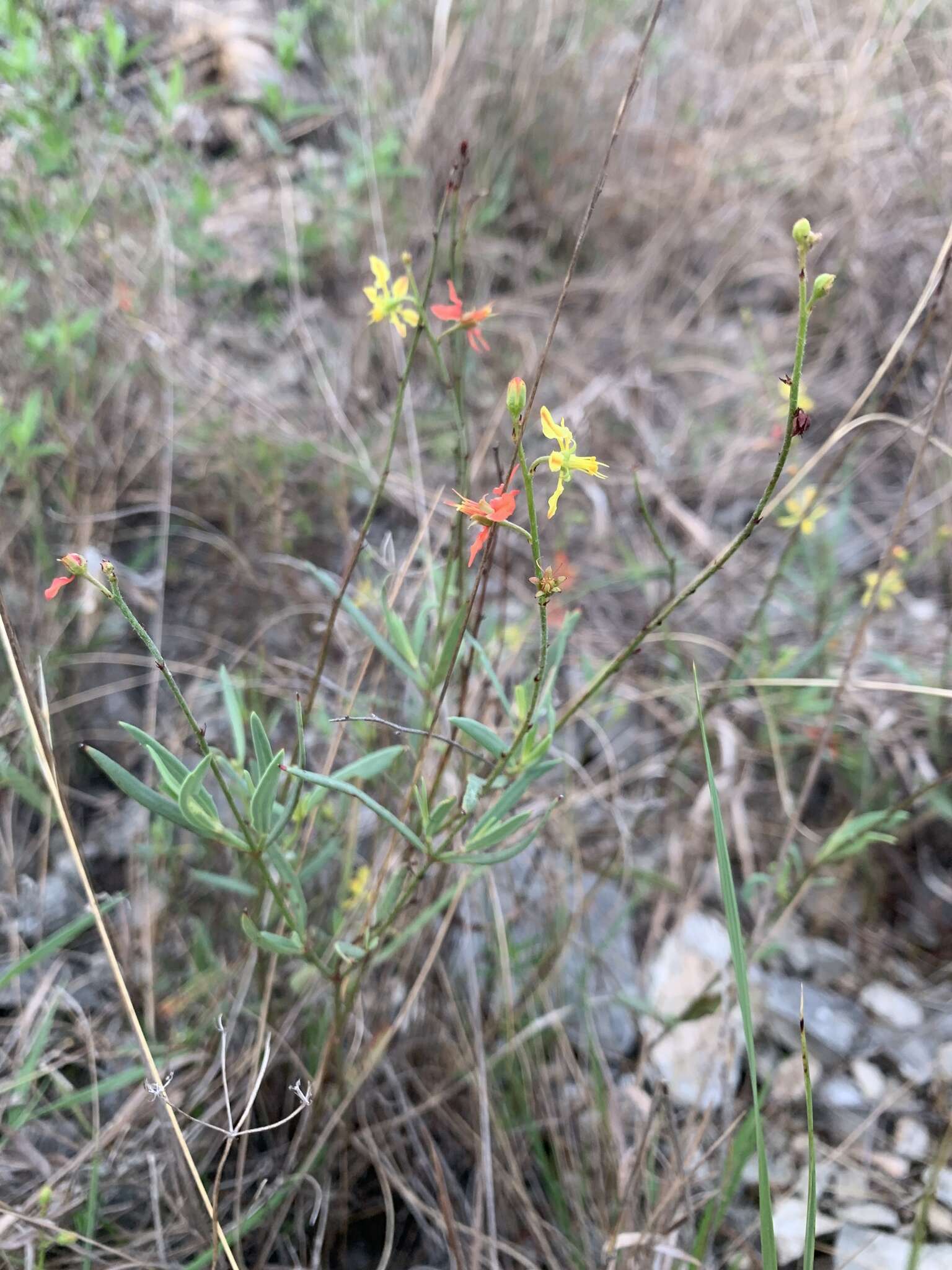 Image of narrowleaf goldshower