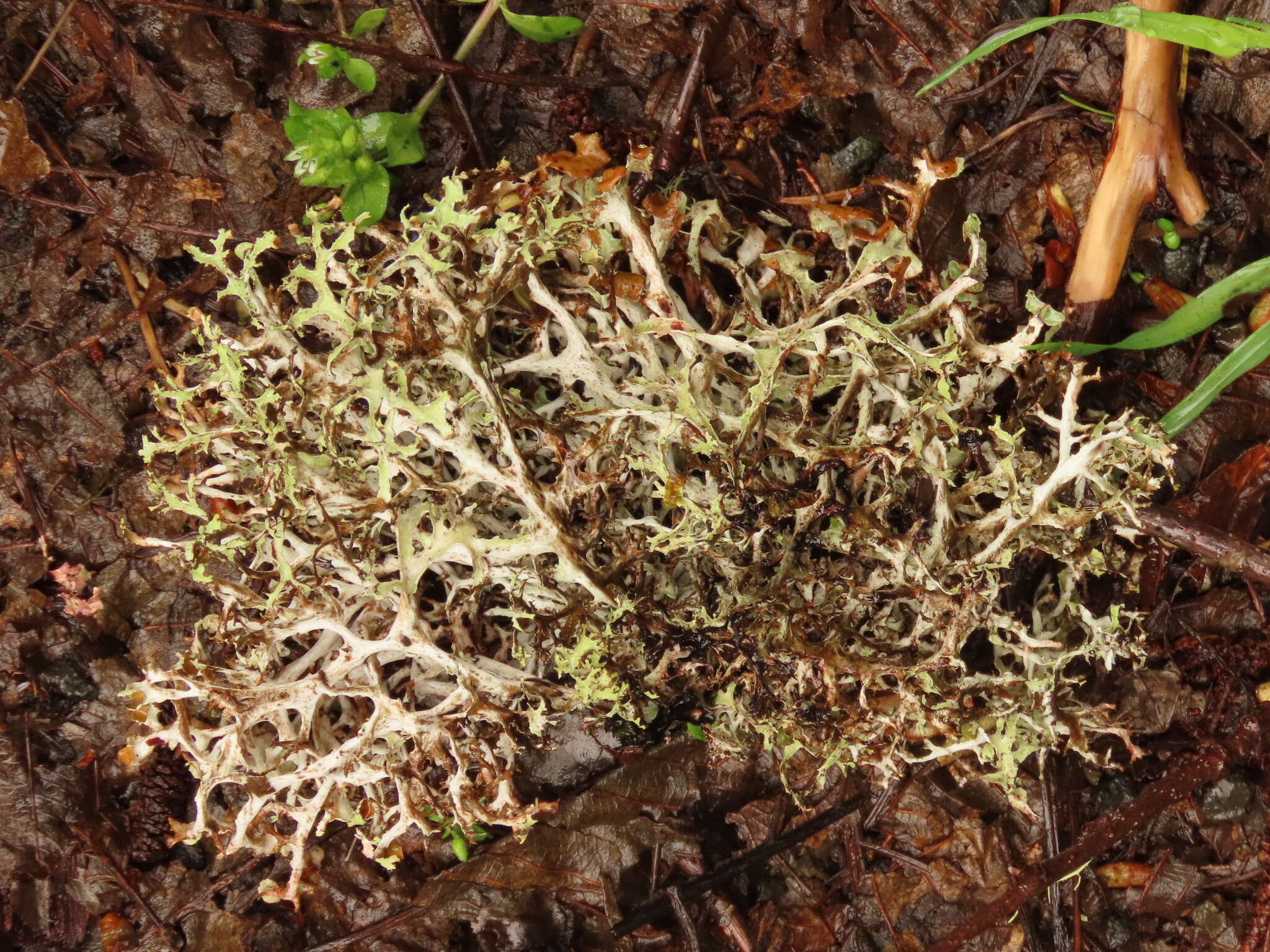 Image of ragged lichen