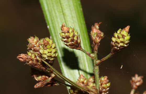 Imagem de Paramapania parvibractea (C. B. Clarke) Uittien