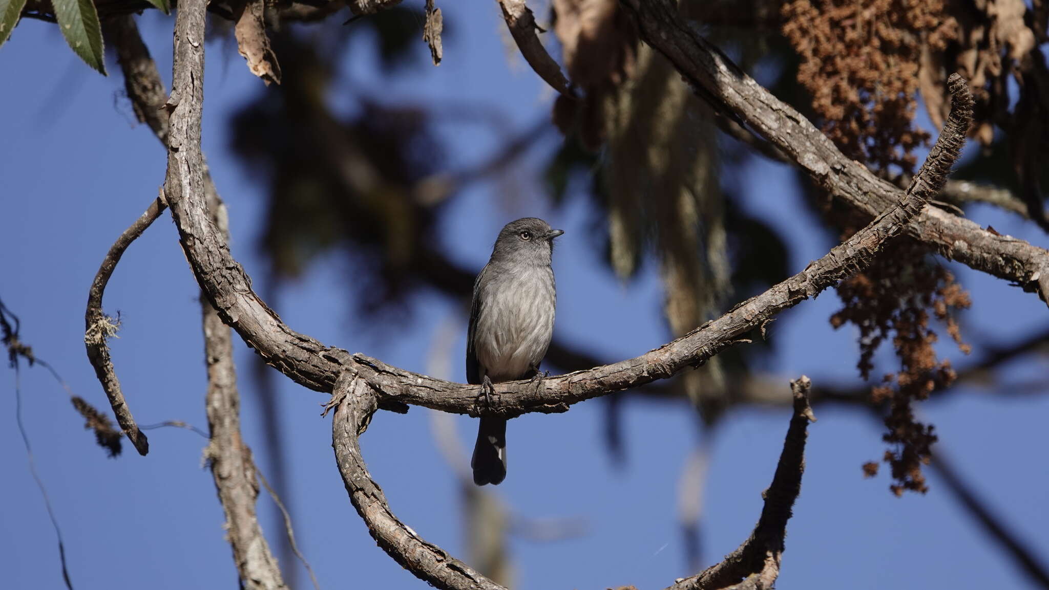 Image of Abyssinian Slaty Flycatcher