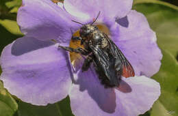 Plancia ëd Xylocopa fimbriata Fabricius 1804