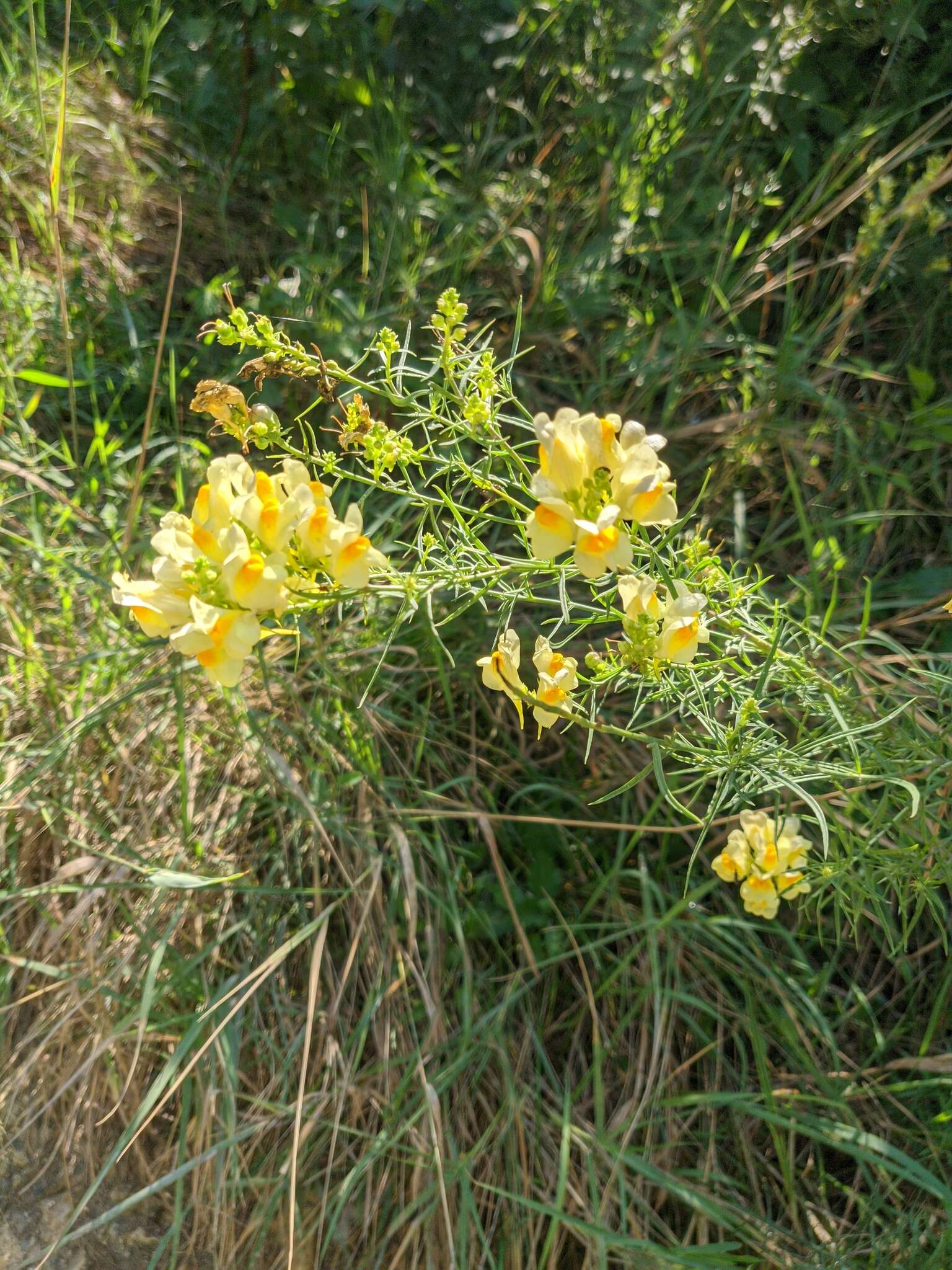 Image of Linaria biebersteinii Besser