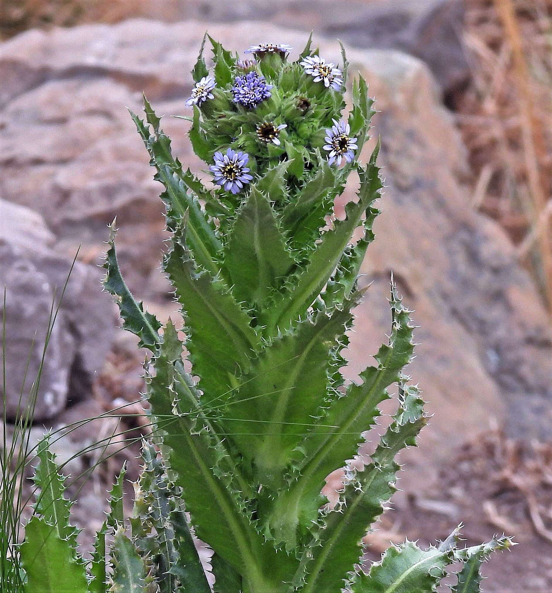 Image of Perezia multiflora subsp. multiflora