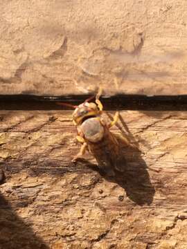 Image de Icteranthidium ferrugineum (Fabricius 1787)