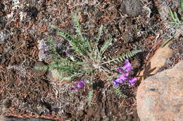 Image of arctic locoweed