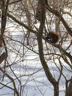 Image of pine squirrel