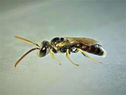 Image of Lasioglossum mandibulare (Morawitz 1866)