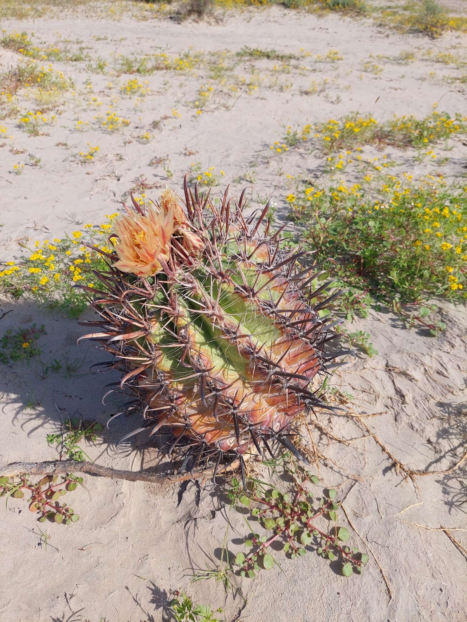 Ferocactus santa-maria Britton & Rose resmi