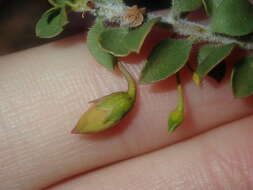 Image of Eremophila maculata (Ker-Gawler) F. Muell.