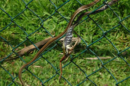 Plancia ëd Dendrelaphis bifrenalis (Boulenger 1890)