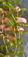 Image of Long-stalked Pondweed