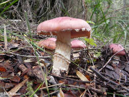 Image of Cortinarius lebre Garrido 1988