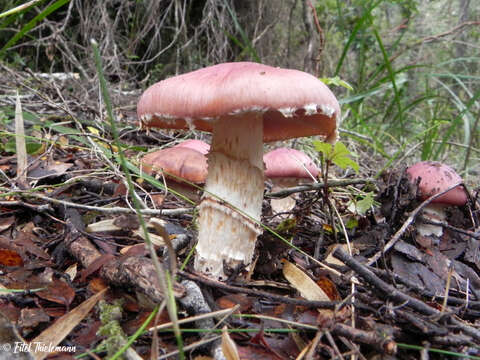 Image of Cortinarius lebre Garrido 1988