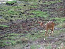 Image of Tragelaphus sylvaticus