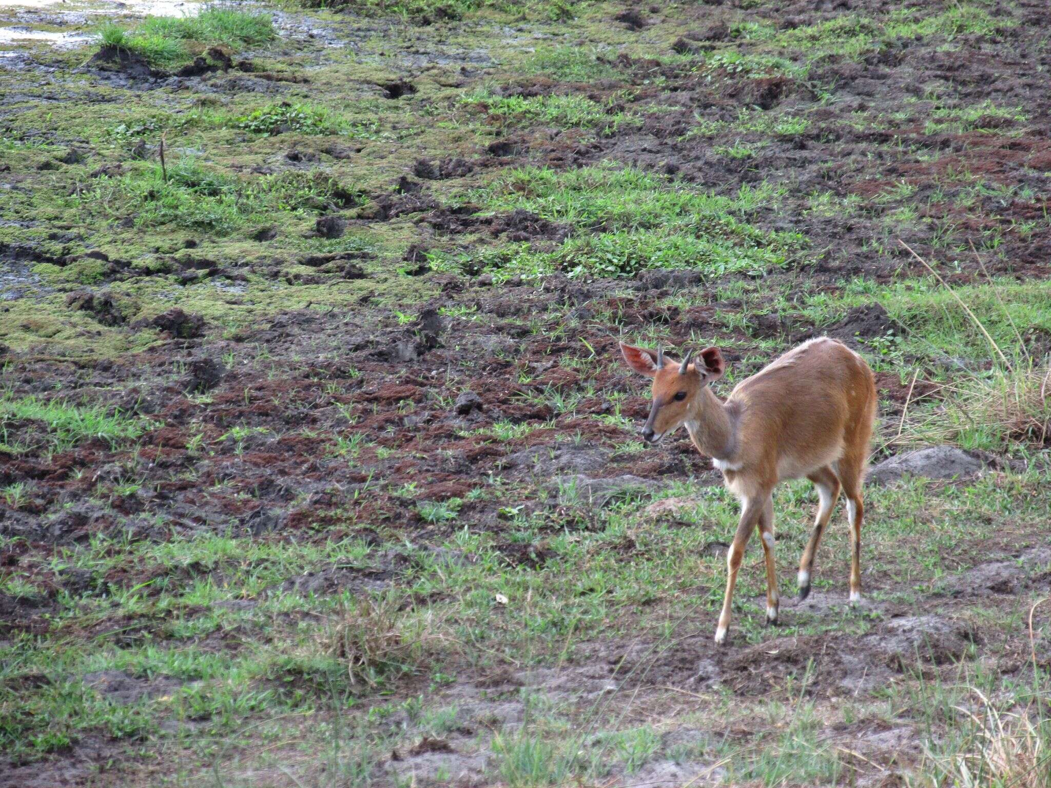 Tragelaphus sylvaticus resmi