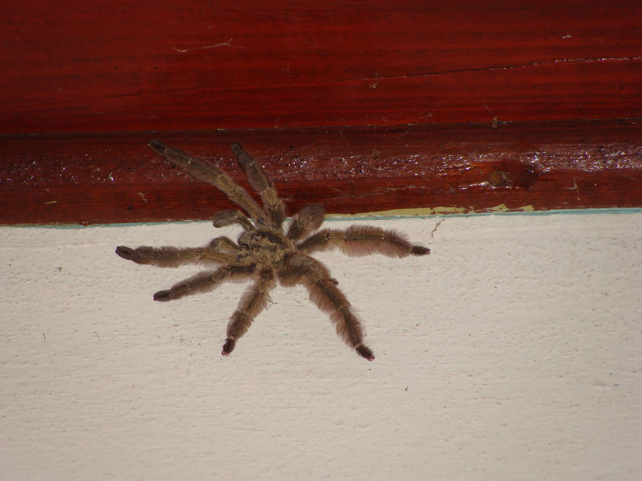 Image of Trinidad Chevron Tarantula