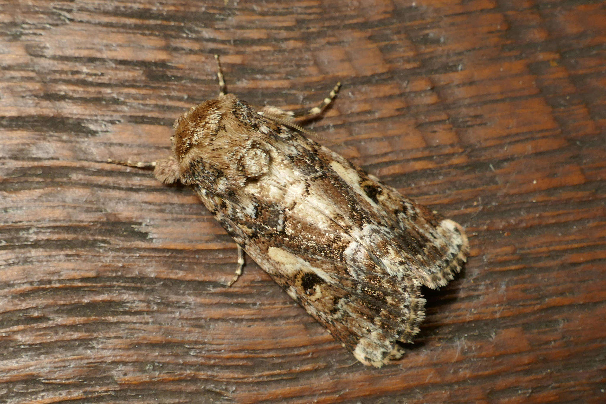 Image of Spodoptera umbraculata Walker 1858