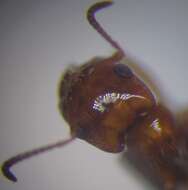 Image of Rossomyrmex