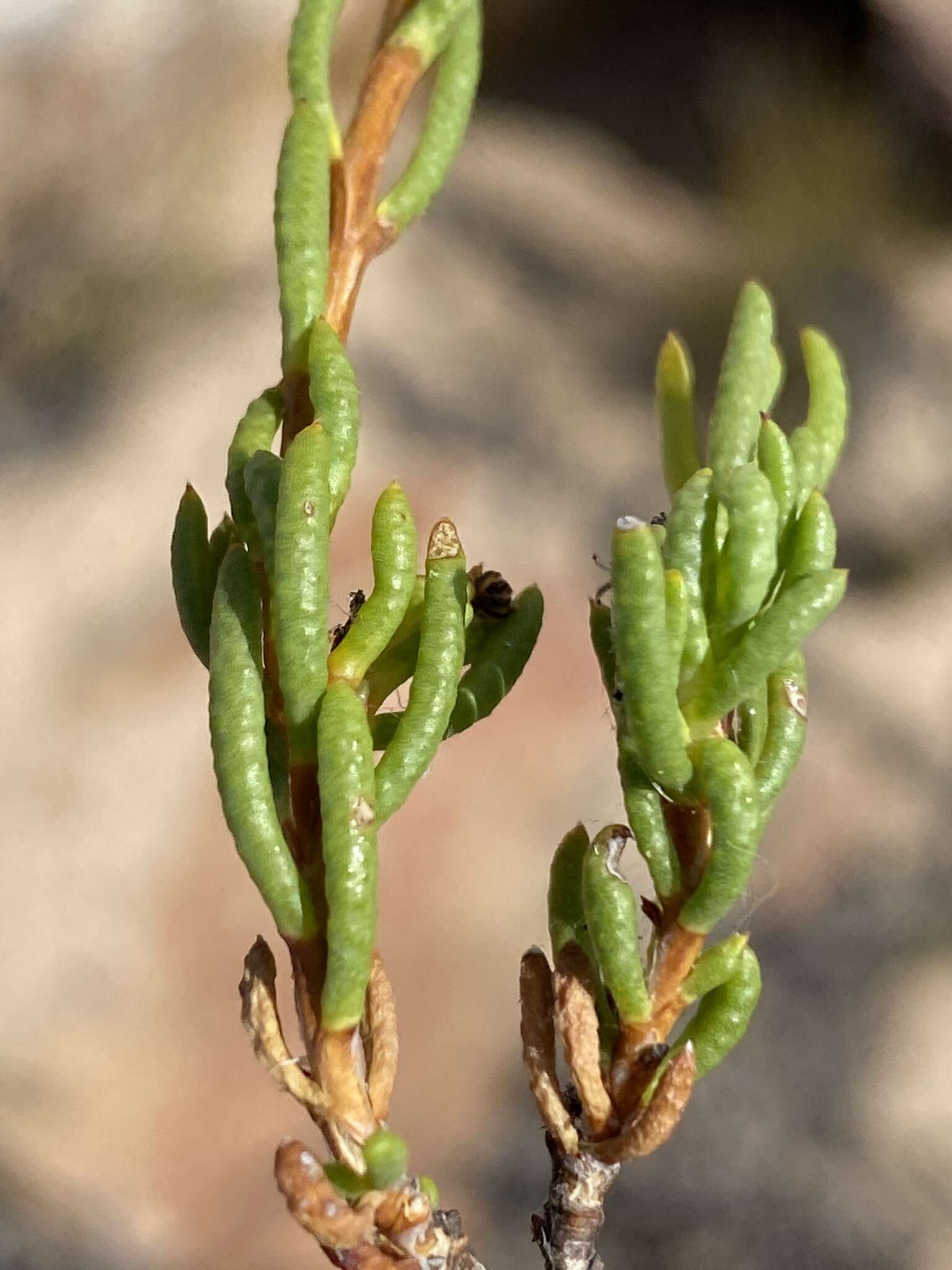 Image of Felicia filifolia subsp. bodkinii (Compton) Grau