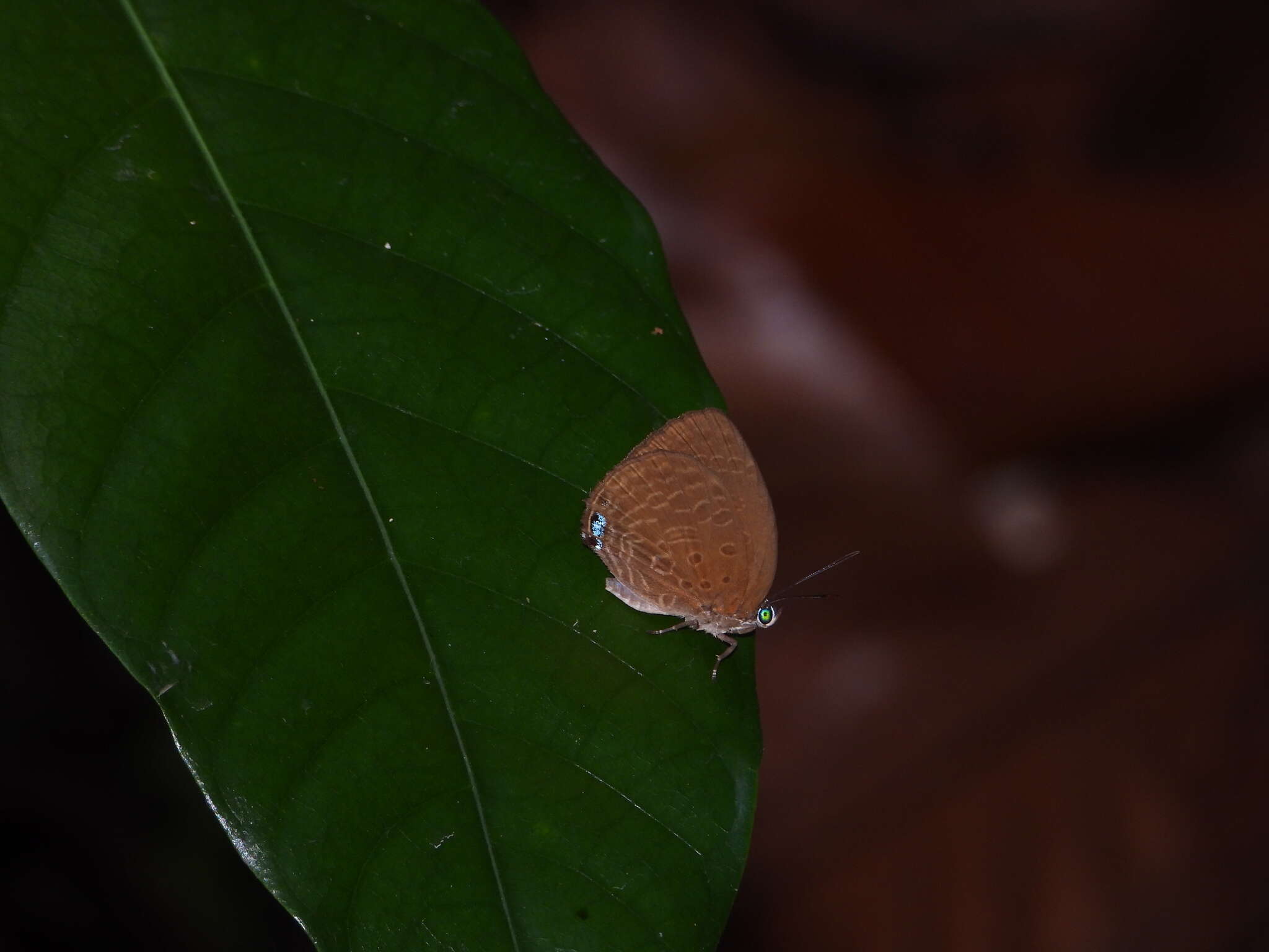 Image of Arhopala epimuta (Moore 1857)