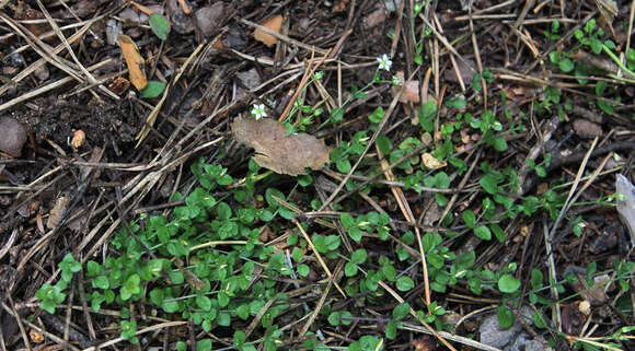 Image of Arenaria rotundifolia M. Bieb.