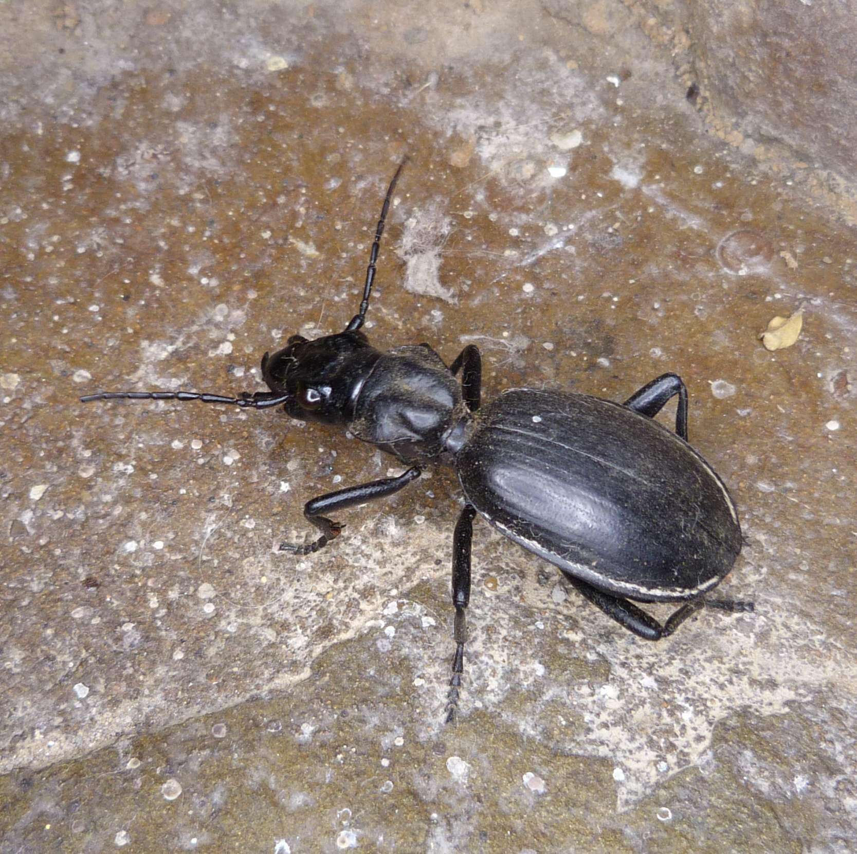 Image of Anthia (Anthia) cinctipennis Lequien 1833